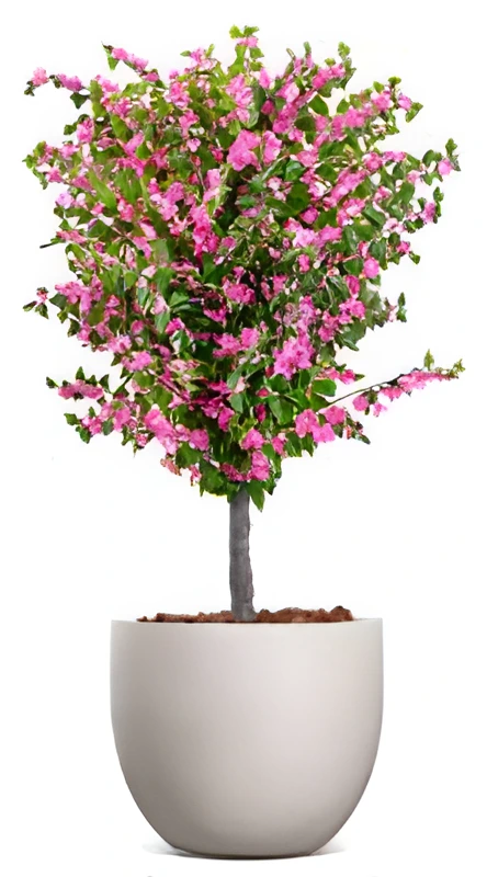 Amalfi Bloom Bougainvillea