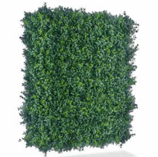 Luxury Boxwood Hedge
