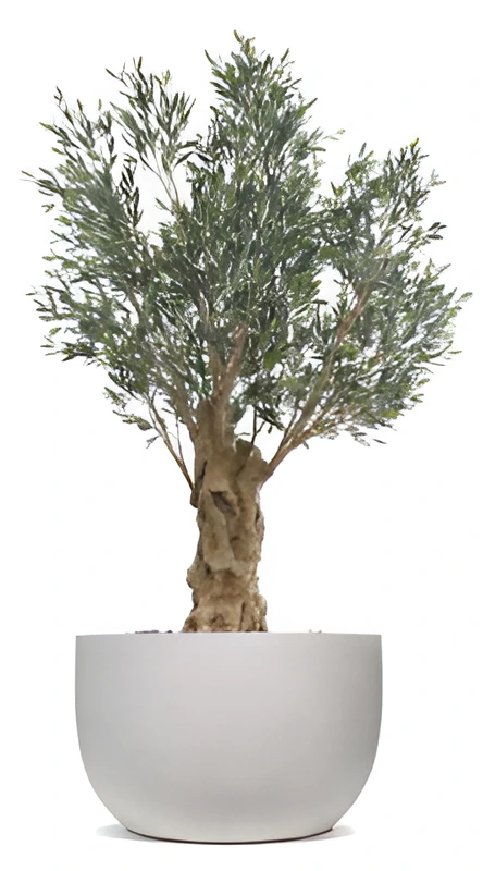 Olea Bella Olive Tree