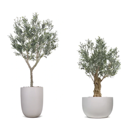 Vistafolia Mediterranean Trees